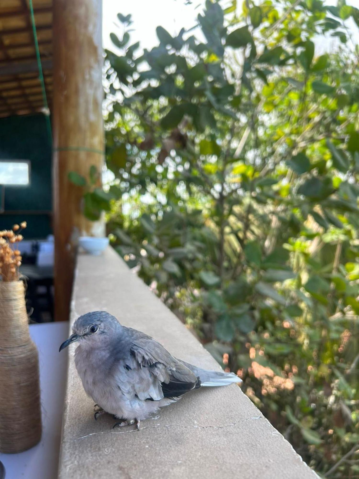 Uru Pousada Jijoca de Jericoacoara Kültér fotó